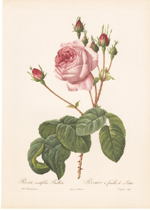 Vintage Pierre-Joseph Redoute roses and flowers